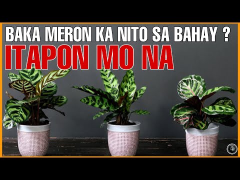 MGA HALAMAN SA BAHAY NA MAAARING MAGDALA NG LABIS NA KAMALASAN SA BUHAY | UNLUCKY PLANTS