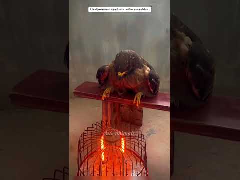 A family rescues an eagle from a shallow lake and then… #cuteanimals #eagles #shortvideo #shorts