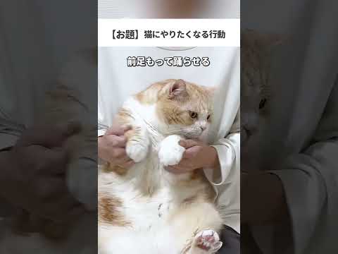 #猫 #猫好きさんと繋がりたい #猫動画 #ブリティッシュショートヘア #ネコ #ねこ動画 #猫のいる生活 #ねこのいる暮らし #ねこ好き
