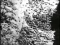 Rachel Carson and Pesticide Impact