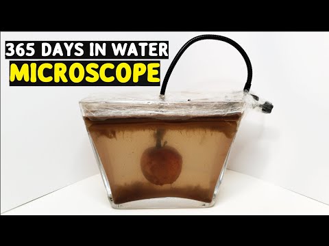 What if you leave an apple in water for a year?