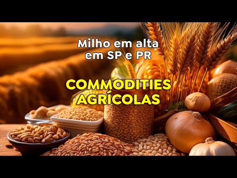 Por que o milho subiu em São Paulo e no Paraná?