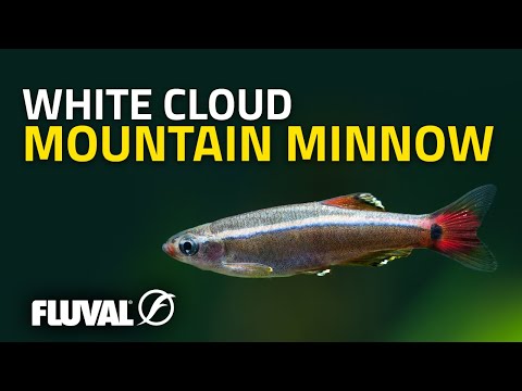 Species Spotlight | White Cloud Mountain Minnow