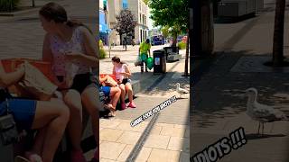 Don’t feed the animals is a real issue #animalshorts #seagulls #animallovers #birds #funnyvideo