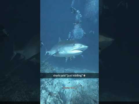 Ocean Core: the underwater world through the eyes of a diver.🤿🤿#greatbarrierreef #funnyanimals