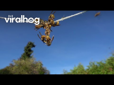 Acrobatic Yellow Jackets Feed On Rope || ViralHog