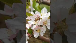 Apple Orchard.🐝Bees🐝doing their work of Pollination ❤️‍🩹😉💗