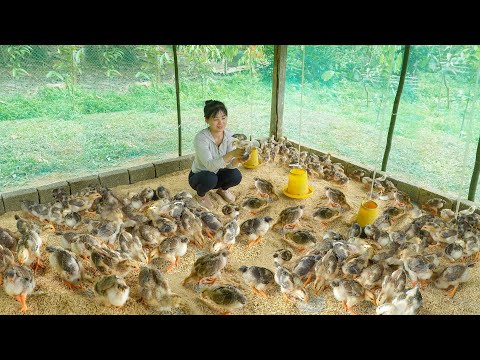 Renovate And Building Chicken Coop To Raise Many Chickens - Farm Life Off Grid - My Bushcraft