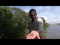 Mangrove Ecosystem Characteristics and Adaptations