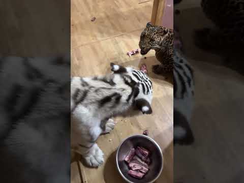 Покормили бы котиков?