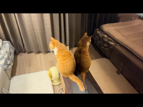 猫が消えた...