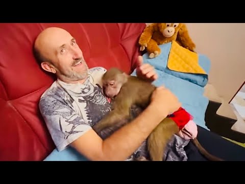 Люська вырвалась на свободу и просит Влада не садить ее в вольер)