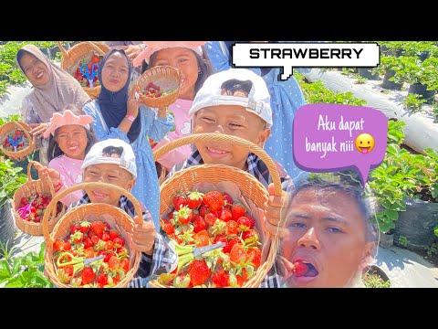 METIK STRAWBERRY🍓DI KEBUN LANGSUNG