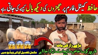 Bachron Ki Khubsurti Ka Raaz Kya Hai? Hafiz Farm Ki Special Dekhbhaal Technique