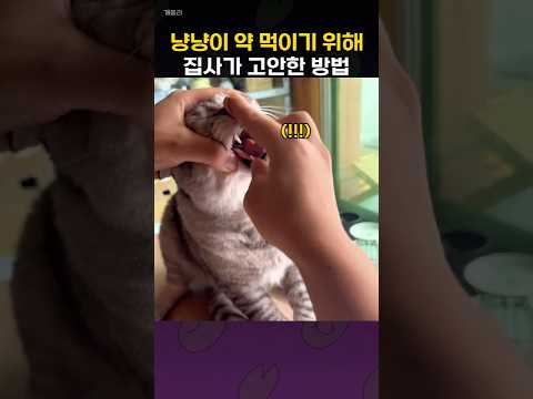 약 먹기 싫어하는 냥이를 위해 집사가 고안해낸 방법
