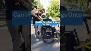 How Many Dogs Can Fit On One Bike