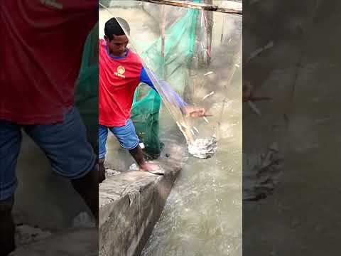 Real Life 100% Net Fishing In River At The Countryside (Part 80) #fishing #uniquefishing
