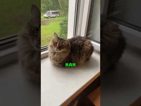 Самый ленивый кот который не хотел вставать