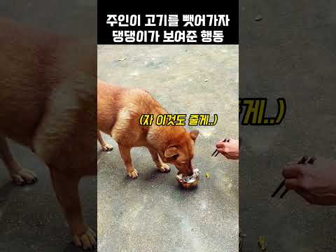"그렇게 배고파?.." 주인이 고기를 가져가자 댕댕이의 놀라운 반응