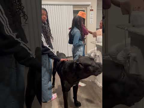 Cane Corso First Time Meeting Family For Thanksgiving❤️🐶PT1  #texas #canecorso #bigdog #familydog