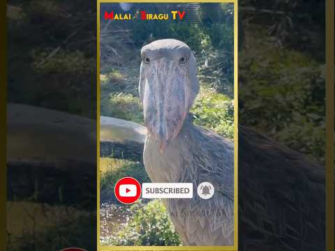வித்தியாசமான பறவை || ஆனால் இதோட சத்தமோ......!!!!!!! || Shoebill bird in Tamil || SHOEBILL