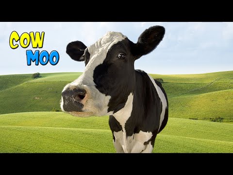 Vídeo de Boi Berrando - Touros e Boiada - Curiosidades Sobre Bovinos