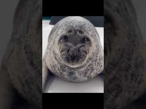 Танцуют || #тюлень #тюлени #тюленчик #тюленчики #2025 #seal #seals #shorts #Andregich #смешно #нерпа
