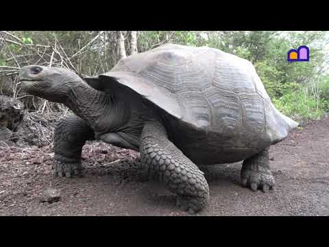 Ecuador - Galápagos - Isla Isabela new music