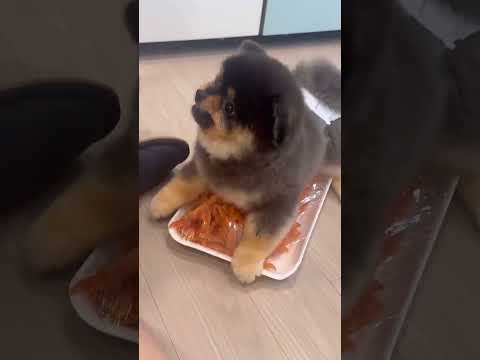 Pomeranian Pomeranian baby idiot puppy cute dogFood care puppy