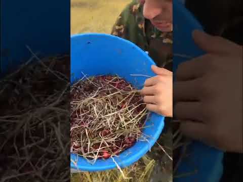 🍂 Осень, время сбора клюквы.
