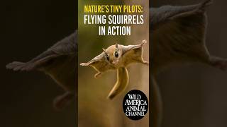 Nature’s Tiny Pilots: Flying Squirrels in Action