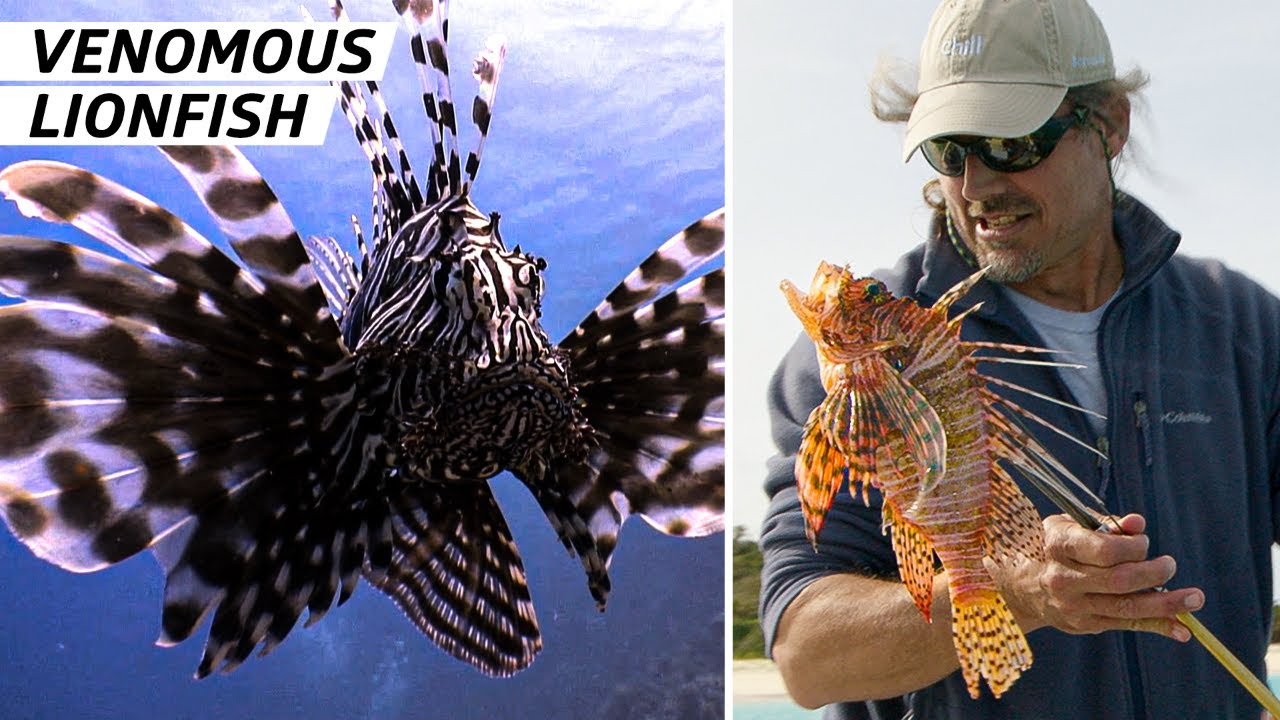 How Bermuda Fishermen Are Leading the Fight Against Venomous Lionfish Vendors