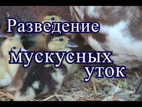 Разведение мускусных уток(01. 07. 2016 г)