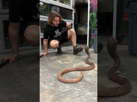Cranky African Cobra! #short #shorts #animal #nature #wildlife #reptiles #snake #cobra