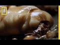 Inside a Termite Nest