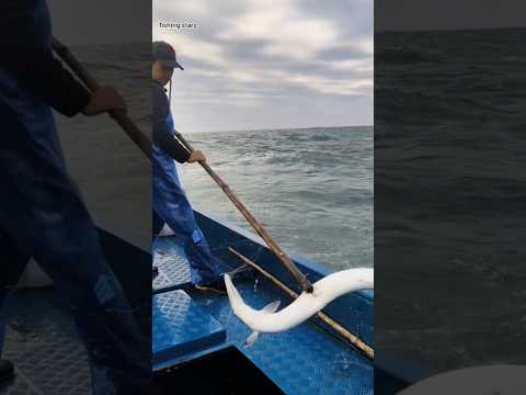 صيد ثعبان البحر 🐠 #fishing #seafood #fish