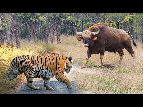 Gaur Charges To Attack Tiger. The Tiger Made A Mistake When He Chose The Wrong Prey