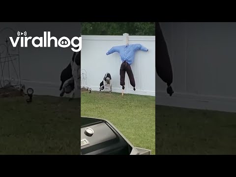 Dog Tries to Play Fetch With Scarecrow || ViralHog