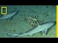 Marine Life Observation and Behavior