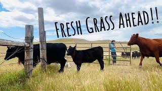 New Pasture Day! Moving Cows & Getting Water Flowing