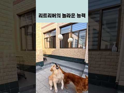 리트리버의 놀라운능력 [대반전]