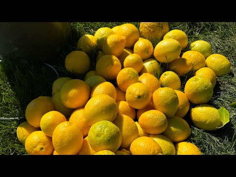 Meyer Lemon Trees in a Greenhouse