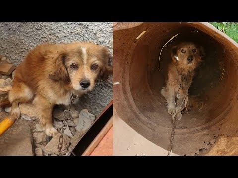 Two Dogs Who Suffered A Lifetime, Locked Under Iron Pipes, Scorched by the Sun, Chilled by the Rain