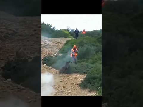 кабан так близко снят 😱#hunting#challenge#archery#chasse#