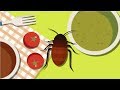 Neurobiology and Insecticide Effects