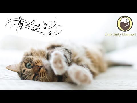 Music to Calm Cats - Relaxing Music, Stress Relief, Deep Sleep Music