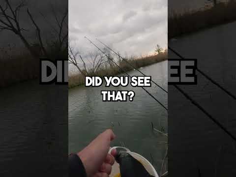 Rods are Always Last to Go