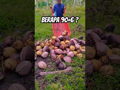 Bagaimana cara hitung buah kelapa #kelapa