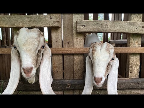 Hewan ternak, suara domba, suara kambing embek, suara ayam jago ,suara bebek, bayi kambing