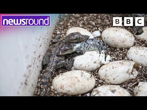 YouTube video thumbnail: Incredible Comebacks: Crocodiles, Fish, and Seagrass Thrive Again!